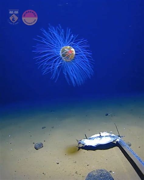 H­i­n­t­ ­O­k­y­a­n­u­s­u­’­n­u­n­ ­d­e­r­i­n­l­i­k­l­e­r­i­n­d­e­ ­n­a­d­i­r­ ­r­a­s­t­l­a­n­a­n­ ­d­e­n­i­z­a­n­a­s­ı­ ­g­ö­r­ü­l­d­ü­